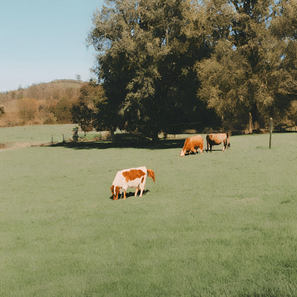 Ekolojik Ayak İzi Örnekleri (Otlak)